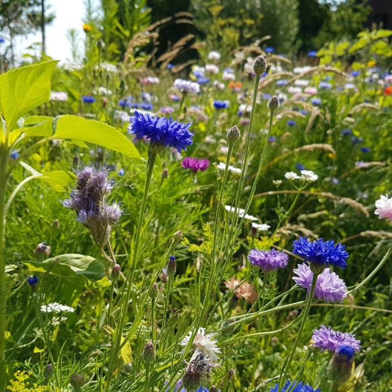 Troc de plantes d’automne