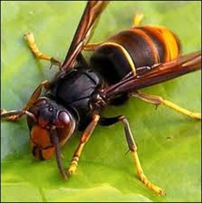 Lire la suite à propos de l’article Frelon asiatique
