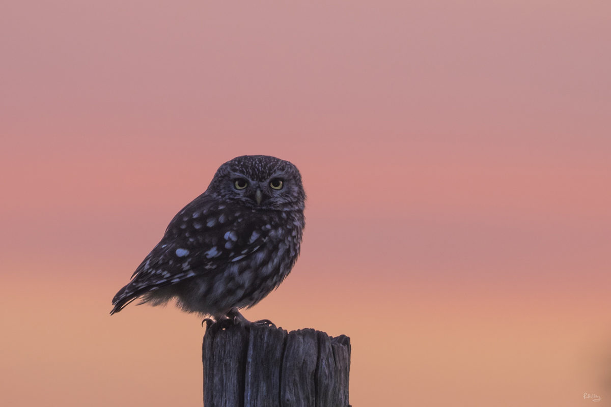 Sortie nature au crépuscule