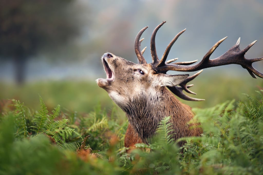 Sortie brame du cerf